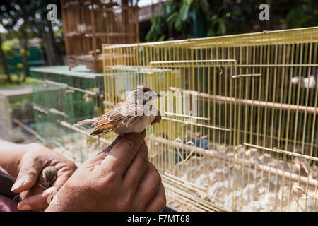 Gabbie colorate per la vendita al mercato degli uccelli in Yogyakarta, Java, Indonesia. Foto Stock