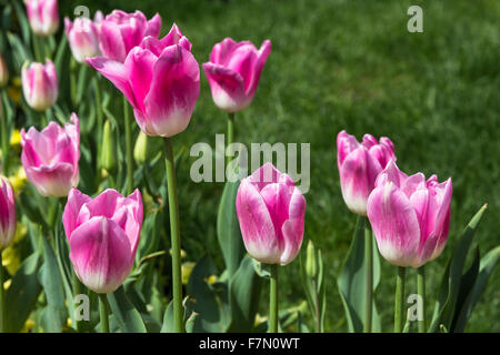 Rosa e Bianco Tulip Fiori (Tulipa Lilioideae) Foto Stock