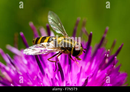 Close up Dettaglio di un comune nastrati Hoverfly alimentando il fiordaliso nero nettare (vista laterale). Foto Stock