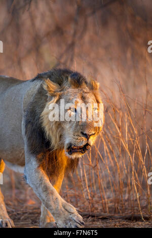 Leone asiatico maschio nella luce dorata (Panthera leo persica) in GIR forest, Gujarat, India. Foto Stock