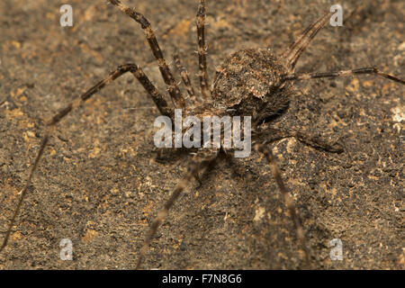 Due croci spider (Hersilia sp.), Mumbai, India Foto Stock