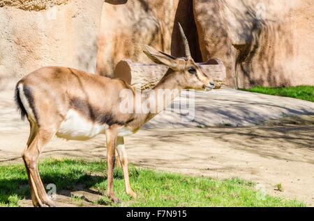 Un giovane bontebok in piedi sull'erba. Una di medie dimensioni antilope di un cioccolato marrone colore distinto per loro a forma di lira e c Foto Stock