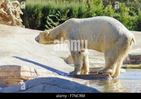 Un wet white orso polare in uscita dell'acqua a riposo in piedi sul bordo slouching. Si tratta di un molto potenti e pesanti wh animale Foto Stock