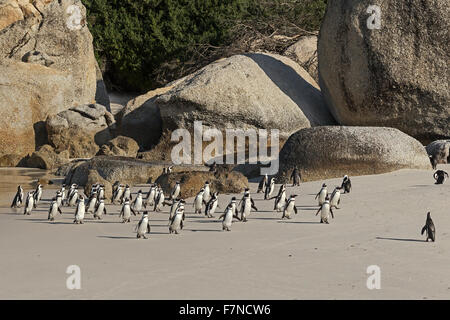 Pinguini africani (Spheniscus demersus) in acqua a Boulder Beach. Raggruppa animale selvatico. Simons Town, Città del Capo, Sud Africa Foto Stock