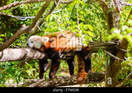 Una bella panda rosso giacenti su un ramo di albero dormendo distesa con le sue gambe penzolanti pendenti verso il basso. Il gatto rosso orso ha un Foto Stock