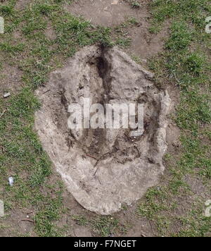 Un modello di medie dimensioni di ingombro del dinosauro. Datata 2014 Foto Stock