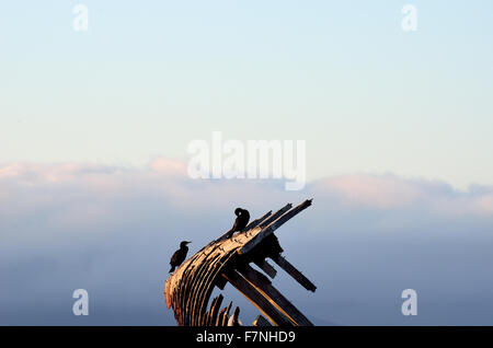 Cormorano uccelli seduto su una nave di legno relitto in un fiordo con montagne avvolte nella nebbia spessa Foto Stock