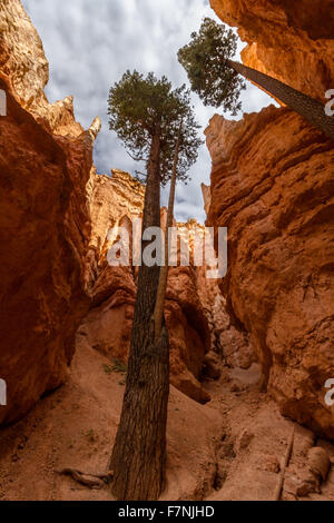 Alti alberi all'interno di Bryce Canyon Foto Stock