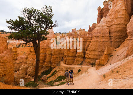 Hoodoos arancione sul sentiero in Bryce Canyon Foto Stock