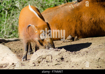 Una vista di profilo del Fiume Rosso hog, noto anche come Bush, maiale un maiale selvatico annusando il terreno. È sorprendente red rufus pelliccia con Foto Stock