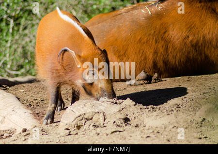 Una vista di profilo del Fiume Rosso hog, noto anche come Bush, maiale un maiale selvatico annusando il terreno. È sorprendente red rufus pelliccia con Foto Stock