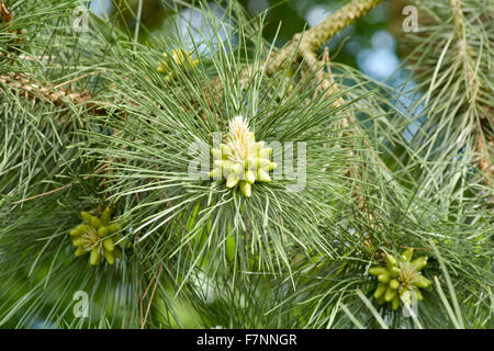 Nuovo cono di pino crescente sul ramo di albero Foto Stock