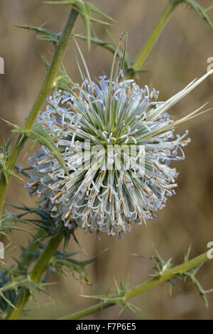 Echinops spinosissimus una specie di Globe Thistle provenienti da Cipro Foto Stock