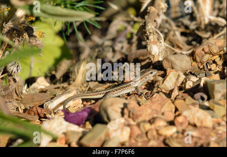 Snake-eyed Lacertid - Ophisops elegans lucertola Comune di Cipro Foto Stock