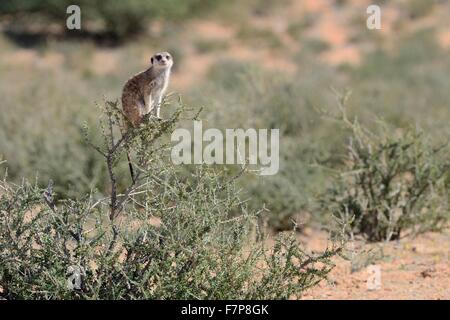 Meerkat (Suricata suricatta), femmina adulta in piedi in cima di una boccola,Kgalagadi Parco transfrontaliero,Northern Cape,Sud Africa Foto Stock