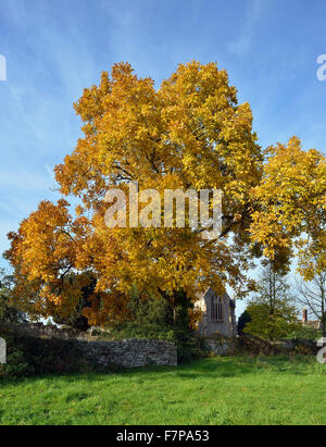 Shagbark Hickory Tree - Carya ovata colori autunnali a Tortworth cantiere della chiesa Foto Stock