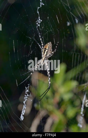 Wasp Spider - Argiope bruennichi Foto Stock