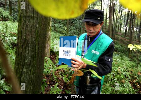 Yibin, cinese della provincia di Sichuan. 2° dic, 2015. Un guardaboschi registra informazioni di alberi sulla montagna Cuiping in Yibin, a sud-ovest della Cina di provincia di Sichuan, Dicembre 2, 2015. La copertura verde della montagna Cuiping raggiunto 160 ettari. Alcuni silvicoltori hanno lavorato qui per quasi quarant'anni. © Zhuang Ge'er/Xinhua/Alamy Live News Foto Stock