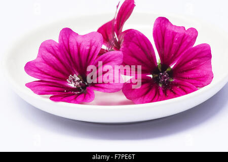 Close-up di malva selvatica (Malva Sylvestris) fiori su sfondo bianco Foto Stock