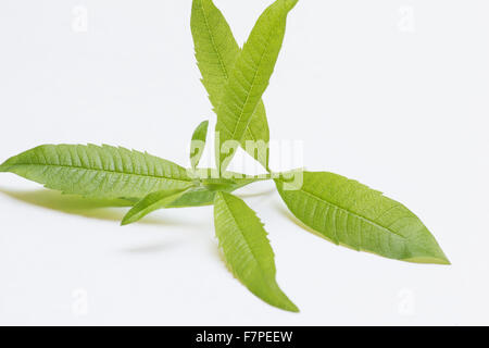 La verbena del limone (Aloysia citrodora) rametto su sfondo bianco Foto Stock