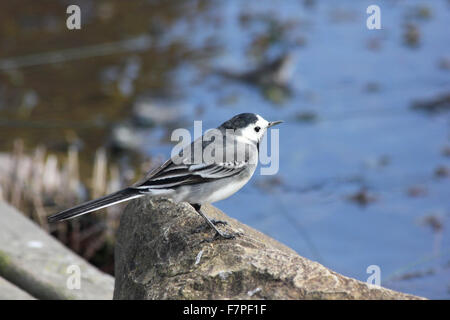 Femmina pied wagtail (Motacilla alba) arroccato su di una pietra da un laghetto in giardino Foto Stock