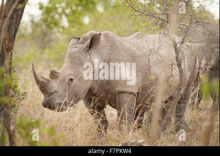 Rhinoceros pascolare dal lato della strada nel Parco Nazionale di Kruger, Sud Africa Foto Stock