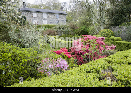 Giardino davanti alla casa di Plas yn Rhiw, Gwynedd. Il giardino contiene box-refilato vani, e arbusti compresa bright azalee. Foto Stock