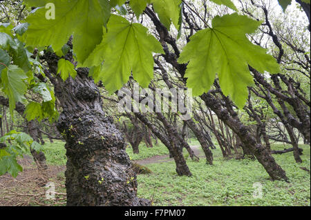 Il fogliame di bosco a Formby, Merseyside. Foto Stock