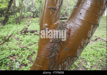 Bosco a Formby, Merseyside. Foto Stock