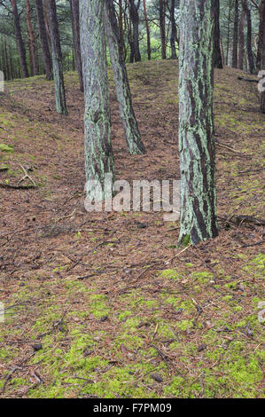 Bosco a Formby, Merseyside. Foto Stock