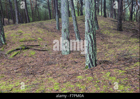 Bosco a Formby, Merseyside. Foto Stock