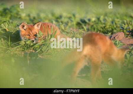 Rosso kit volpe (Vulpes vulpes). Europa Foto Stock