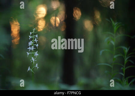 Minor butterfly-ORCHIDEA (Platanthera bifolia). Estonia Foto Stock