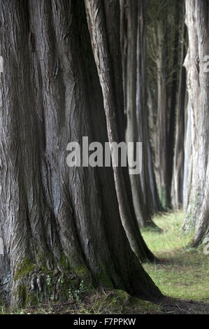 Gli alberi nei giardini a Plas Newydd Country House e giardini, Anglesey, Galles. Questo bel palazzo del XVIII secolo si trova sulle rive del Menai Strait con viste mozzafiato di Snowdonia. Foto Stock