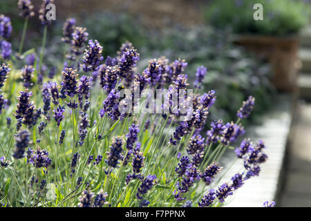 Coltivazione di lavanda in giardino a Plas Newydd Country House e giardini, Anglesey, Galles. Questo bel palazzo del XVIII secolo si trova sulle rive del Menai Strait con viste mozzafiato di Snowdonia. Foto Stock