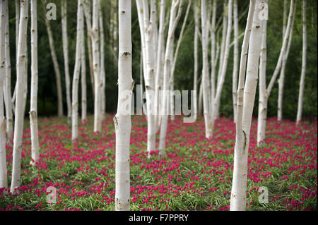 Alberi in primavera a Anglesey Abbey, Gardens e Lode Mill, Cambridgeshire. Foto Stock