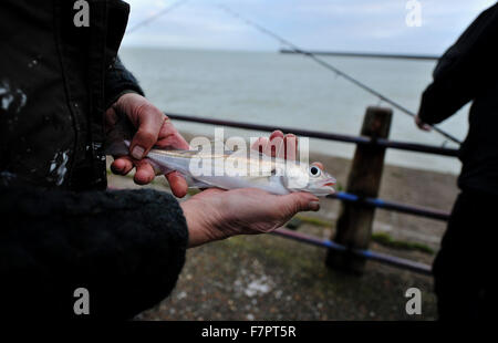 Pescatore che ha appena preso un canale Merlano a Newhaven Harbour circa a lanciare indietro in mare a causa di piccole dimensioni Foto Stock