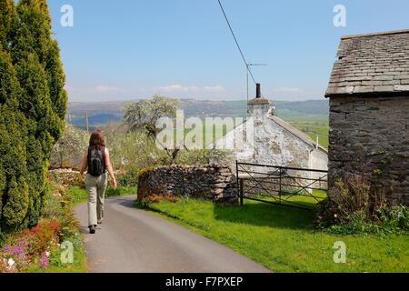 Lyth Valley. La donna a piedi attraverso il villaggio di Howe con damson alberi in fiore nei giardini. Lyth Valley, nel distretto del lago, UK. Foto Stock