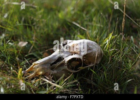 Cranio animale, eventualmente quella di un capriolo (Capreolus capreolus), sul Ashridge Estate, Hertfordshire, in novembre. Foto Stock