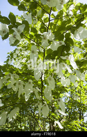 "Fazzoletto tree" (Davidia involucrata) brattee di fiore in fiore nei giardini a Nymans, West Sussex, nel mese di luglio. Foto Stock