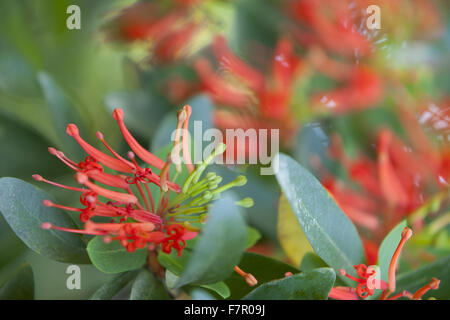 Caprifoglio (Lonicera) fioritura nella parete giardino, Nymans, West Sussex. Foto Stock