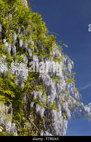 Fioritura di glicine su una parete accanto al Knot Garden a Nymans, West Sussex, nel mese di giugno. Foto Stock