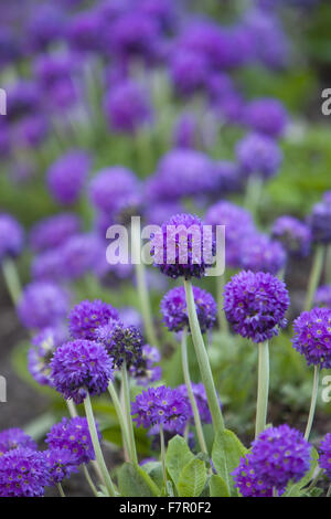 Primula denticulata ('drumstick primula') fiori che sbocciano in una frontiera di Nymans, West Sussex, nel mese di aprile. Foto Stock