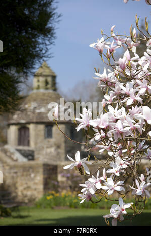 Vista la colombaia nel piazzale antistante al Nymans, West Sussex, con Magnolia blossom visto fiorire in primo piano. Foto Stock