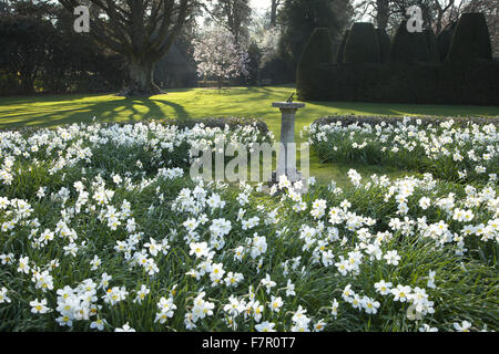 Narcisi fiori che circonda una meridiana nei giardini a Nymans, West Sussex, nel mese di aprile. Foto Stock