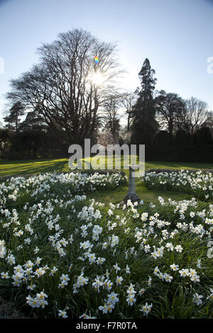 Narcisi fiori che circonda una meridiana nei giardini a Nymans, West Sussex, nel mese di aprile. Foto Stock