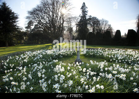 Narcisi fiori che circonda una meridiana nei giardini a Nymans, West Sussex, nel mese di aprile. Foto Stock