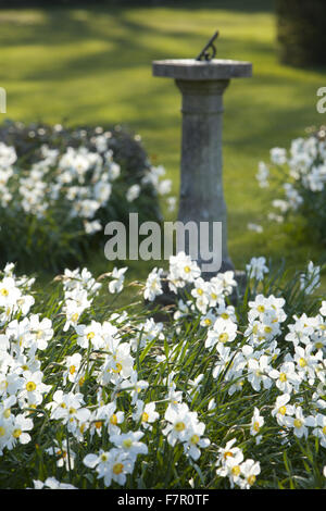 Narcisi fiori che circonda una meridiana nei giardini a Nymans, West Sussex, nel mese di aprile. Foto Stock