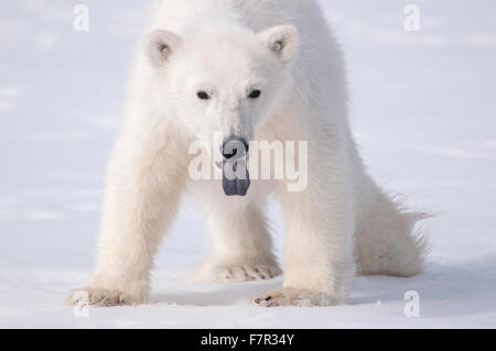 Un giovane orso polare (Ursus maritimus) bastoni fuori la lingua per assaporare l'aria in Sallyhamna, Spitsbergen, Svalbard Foto Stock