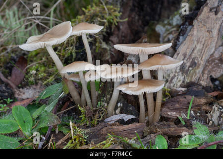 Cofano comune, toque mycena, roseo-gill fata casco, Rosablättriger Helmling, Mycena galericulata Foto Stock